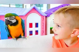 儿童萌宝乐园：五颜六色的小鹦鹉可爱极了，还会说话呢视频封面