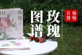 你所熟悉的玫瑰和你不熟悉的它的来世今生视频封面