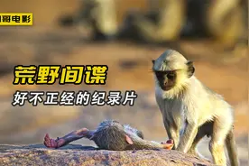 机器间谍混入动物界不幸遇难，动物为它开追悼会，这纪录片太逗了视频封面