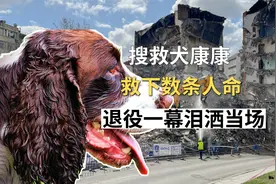 看哭！功勋犬救下数条人命，退役一步三回头，最后的拥抱破防了视频封面