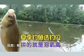 夏天到,鱼难钓.水域缺氧是主因,三个高溶氧钓位,一不小心就爆护