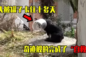 流浪狗被塑料罐套住，10多天没能进食，却奇迹般的完成了“自救”视频封面