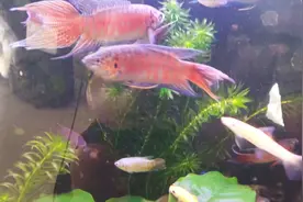 让中国斗鱼发色我有小妙招，来看看小编是怎么做的吧。