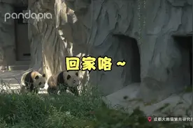 饲养员亲自为熊猫示范如何回家