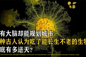 没有脑子智慧却远超人类，生存10亿年的未知菌体，堪称规划大师！视频封面