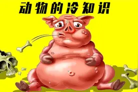 4个关于动物的冷知识！鲨鱼这样的“猛兽”其实也喜欢被摸摸？视频封面