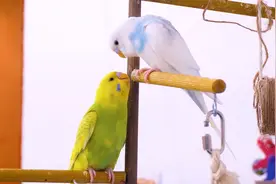 动物无伦理？虎皮鹦鹉可以和兄弟姐妹交配吗视频封面