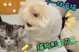 原来狗和猫可以一起养，养出来的猫，跟别的猫不一样