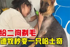 带小德牧去宠物店换个时兴的造型，剃完毛秒变哈士奇，笑不活了视频封面
