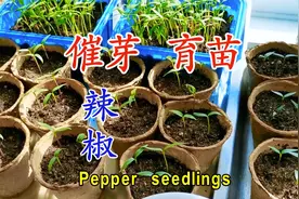 辣椒催芽和育苗方法 7天辣椒出苗 14天长真叶视频封面