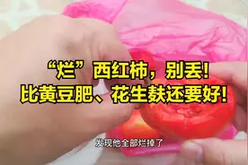 西红柿“烂了”，别再丢了！（养花）越烂越值钱视频封面