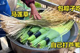 和大嫂一起去水库打芦苇叶，东北农村怎样煮粽子叶？这方法很传统视频封面