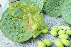 如何挑选到新鲜又甜的莲蓬？这几点不清楚，怪不得买的苦视频封面