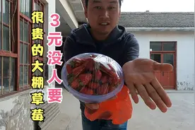 真可怕，村里奶油草莓3元一斤，却没人敢买，原因竟是这样！视频封面