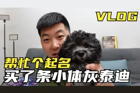 机佬VLOG：买了条灰色小泰迪兄弟们帮忙起个名！视频封面