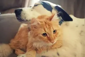 猫咪身患残疾，狗狗为何一直不离不弃？知道原因令人落泪！视频封面