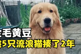 大金毛被5只流浪猫揍了整整两年，究竟有什么仇恨？视频封面