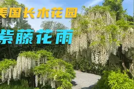美国长木花园，紫藤正盛开，美国最美的花园视频封面