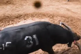 31号牛王一场战斗牛角连根打断，肉眼可见的疼