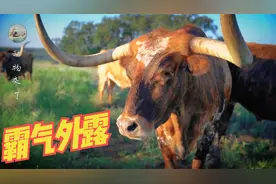 世界上牛角最长的牛，美国德州长角牛，霸气外露的牛角长度3.4米视频封面