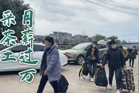 全国各地的职业采茶工，来到浙江松阳，月薪10000多视频封面