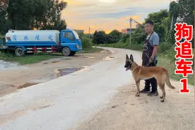 狗追车危险又不安全，怎么样改掉毛孩子坏毛病？训犬师无保留教学视频封面