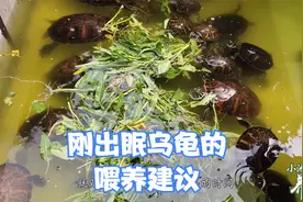 乌龟刚出眠能不能喂食，应该喂多少，听听小池这4个建议视频封面