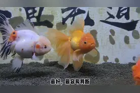 如何简单辨别金鱼雌雄？就是下述几招，不必太麻烦