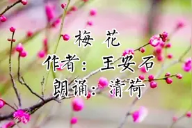清荷朗诵|遥知不是雪，为有暗香来，王安石名作《梅花》诵读赏析视频封面