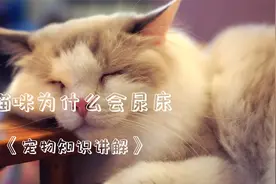为什么猫咪会尿床。视频封面