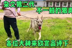 这只狼青犬是和狼杂交生出的，我们叫它狼二代，真是与众不同