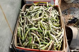 粉色架豆您见过吗？忙活一天晚饭简单炒俩菜，这就是我的农村生活