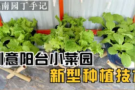 用输液管制作懒人浇水神器，灌一次水用半个月,果然高手在民间！视频封面