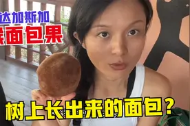 尝尝马达加斯加的猴面包树果，传说中树上长的面包，味道咋样？