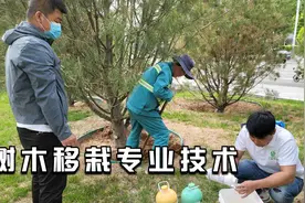 树木移栽流程和专业技术分享视频封面