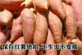 住楼房保存红薯有绝招，简单2步，放一年不生虫不变质，太实用了视频封面