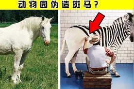 5个有趣的新闻，动物园伪造斑马被识破，当游客是傻子吗？视频封面