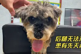 被遗弃在垃圾箱的狗狗，晚上睡觉时呼吸急促，到医院检查结果堪忧视频封面