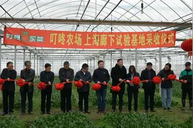 “金山菜”24小时从田间到餐桌    叮咚买菜喊你来收菜视频封面