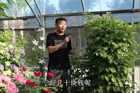 一斤上百的“猕猴桃”，有花盆就能种，每年都能收获满满，倍甜！视频封面