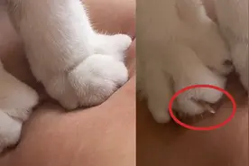 小猫咪帮主人按摩，画风突变针灸现场，网友：多少带点个人恩怨视频封面