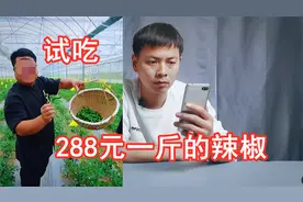 试吃288一斤的樟树港辣椒，据说味道纯正，回味无穷是真的吗？视频封面