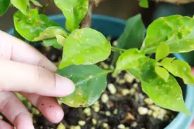 这种天气，三角梅最容易得叶斑病，教你如何正确防治视频封面