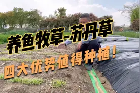 “养鱼青饲料之王”，为什么养鱼要用苏丹草？到底有哪些好处？视频封面
