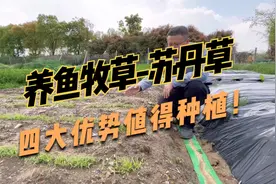 “养鱼青饲料之王”，为什么养鱼要用苏丹草？到底有哪些好处？视频封面