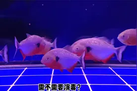 鱼缸内的新滤棉、新滤材需要消毒处理吗？完全没有这个必要视频封面