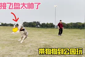 带利奥去公园玩飞盘，刚学会动作就这么帅！狗狗的快乐就这么简单视频封面