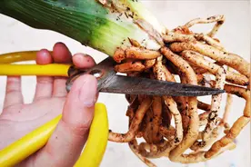 君子兰出现了空根，应该如何正确处理？手把手教你视频封面