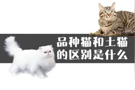 品种猫和土猫的区别是什么