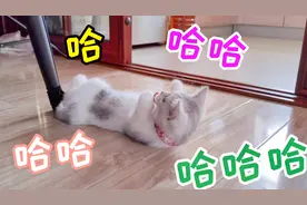 一只不长脑子的猫，李大头的傻猫事迹，给小不点带来了无穷欢乐